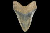 Serrated, Fossil Megalodon Tooth #134283-2